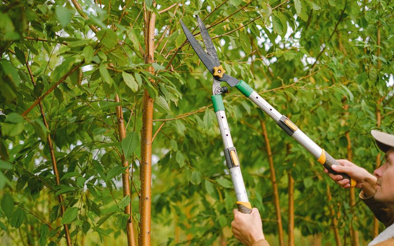 Tree trimming in Wildwood, MO